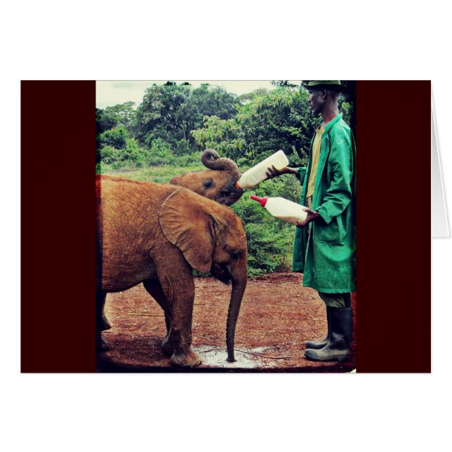 Eléphants de bébé - Temps d'alimentation (Devant horizontal)