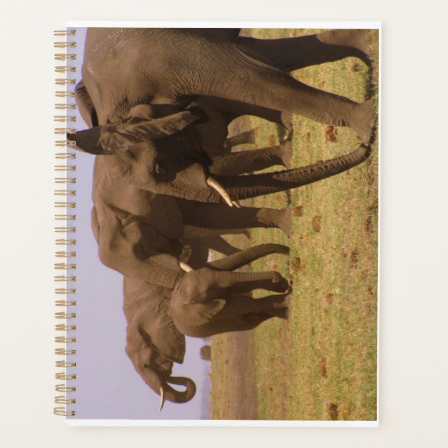 Eléphants de Chobe Planner (Devant)