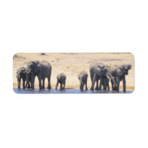Eléphants de choix Adresse de retour Étiquettes