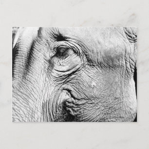 Elephants Eye, 2017 Postcard