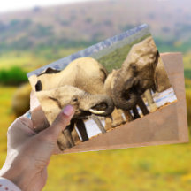 Elephants face to face Postcard