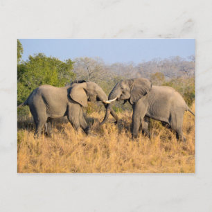 Elephants Fighting Postcard