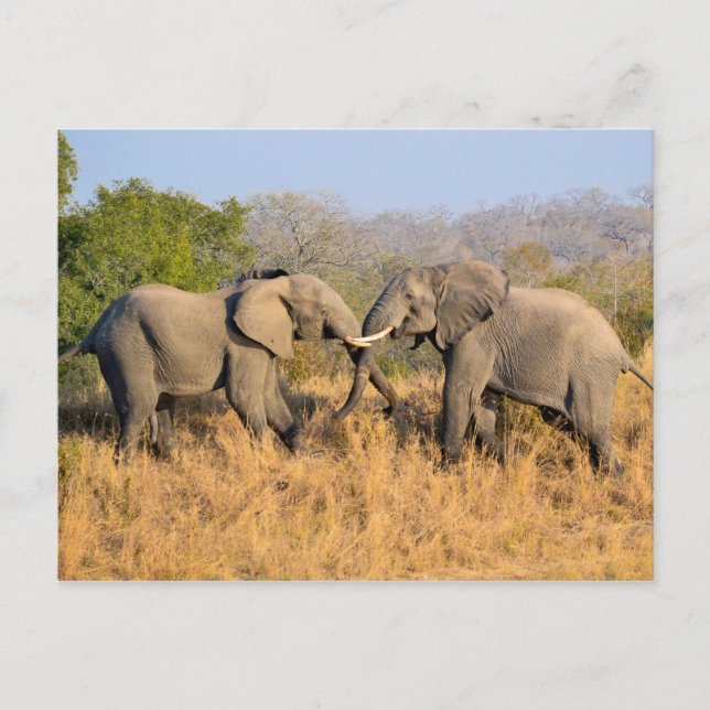 Elephants Fighting Postcard (Front)