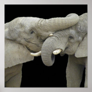 Elephants in love black poster