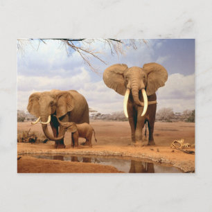 Elephants in the desert postcard