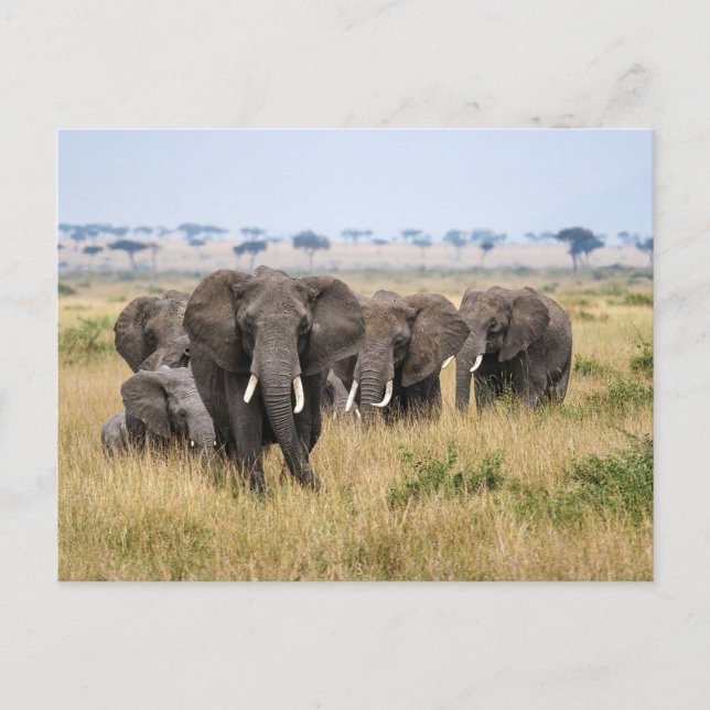Elephants in the Masai Mara Postcard (Front)