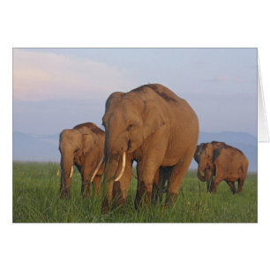 Éléphants indiens dans la prairie