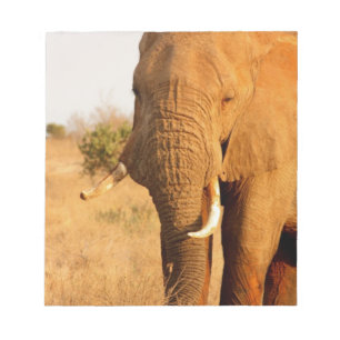 Elephants Notepad