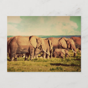 Elephants postcard