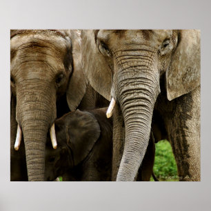 Elephants Poster