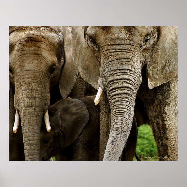 Elephants Poster (Front)