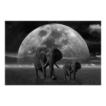 Elephants