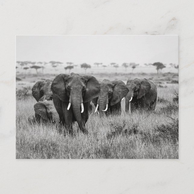 Éléphants sur la carte postale de Masai Mara (Devant)