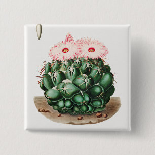 Elephant's Tooth Cactus Flower illustration 2 Inch Square Button
