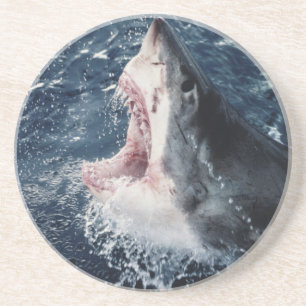 Elevated Shark mouth open Coaster