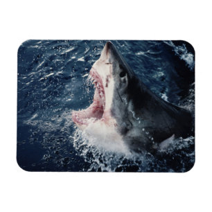 Elevated Shark mouth open Magnet