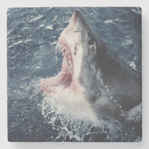 Elevated Shark mouth open Stone Coaster