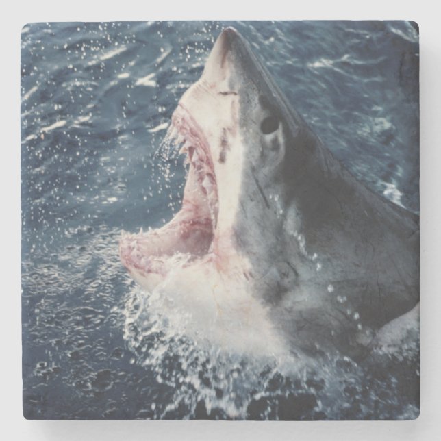Elevated Shark mouth open Stone Coaster (Front)