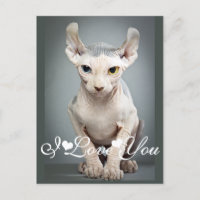 Elf Sphinx Cat Photo Image I Love You