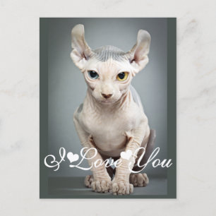 Elf Sphinx Cat Photo Image I Love You Postcard