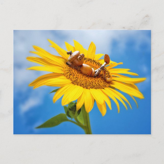 Elfe de maïs sur le tournesol - carte postale été (Devant)