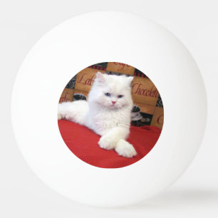 Eli - Persian Cat Ping Pong Ball