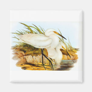Elizabeth Gould Spotless Egret Magnet