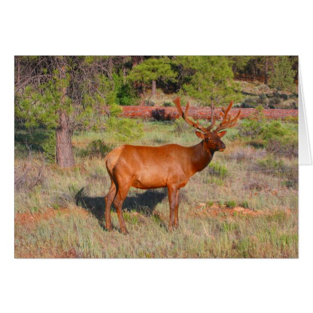 elk (Front Horizontal)