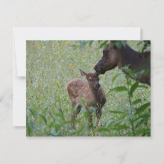 Elk and Calf – Great Smoky Mountains Wildlife Card