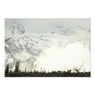 Elk at Grand Teton National Park Photographie