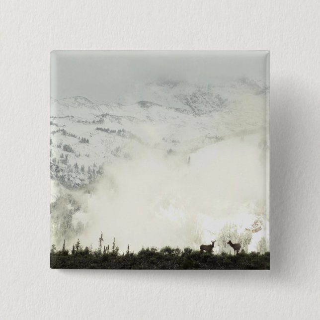 Elk at Grand Teton National Park Photography 2 Inch Square Button (Front)