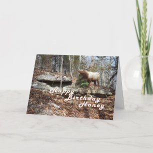 Elk Birthday card