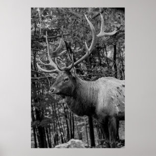 Elk Black White Photo Modern Rustic Cabin Poster