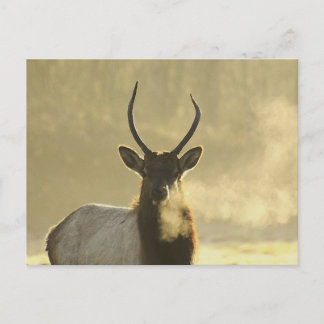elk breathe postcard