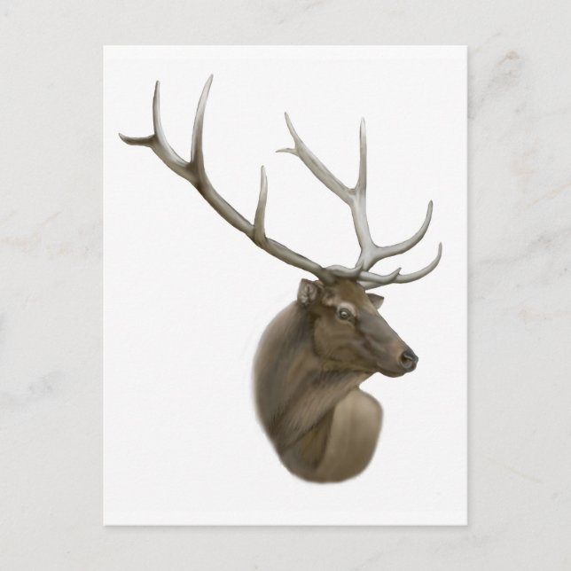 Elk Buck Postcard (Front)