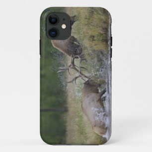 Elk Bulls fighting, Yellowstone NP, Wyoming iPhone 11 Case