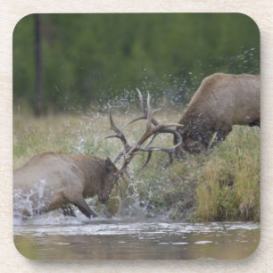 Elk Bulls fighting, Yellowstone NP, Wyoming Coaster