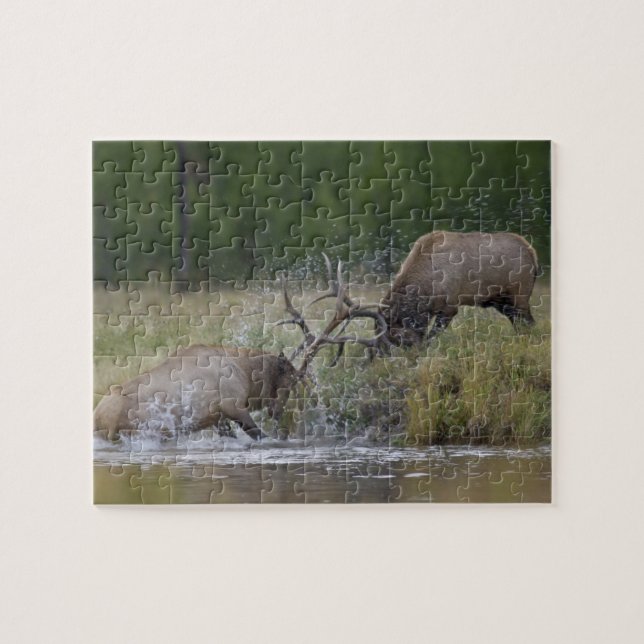 Elk Bulls fighting, Yellowstone NP, Wyoming Jigsaw Puzzle (Horizontal)