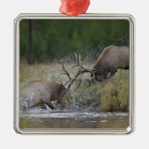 Elk Bulls fighting, Yellowstone NP, Wyoming Metal Ornament