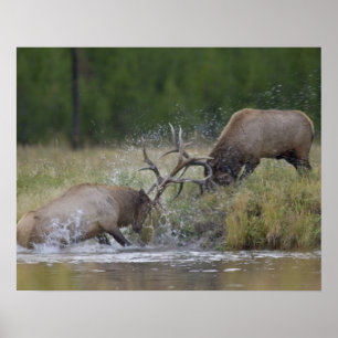Elk Bulls fighting, Yellowstone NP, Wyoming Poster