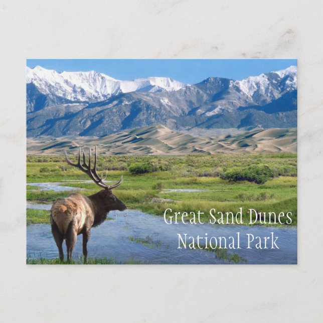 Elk by Creek Great Sand Dunes NP Postcard (Front)