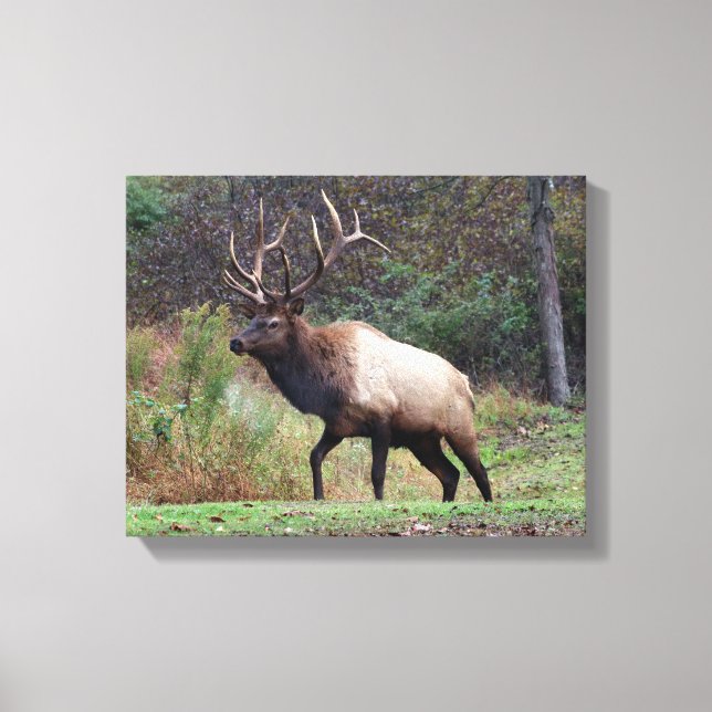 Elk Canvas (Front)