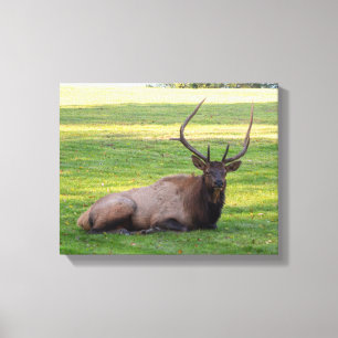 Elk Canvas Print