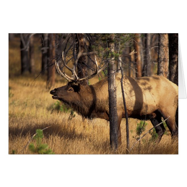 elk, Cervus elaphus, bull bugles in a burnt out (Front Horizontal)