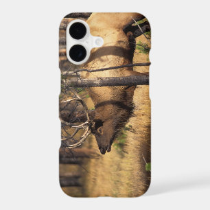 elk, Cervus elaphus, bull bugles in a burnt out