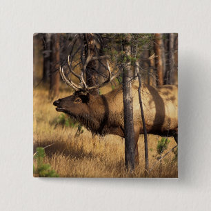 elk, Cervus elaphus, bull bugles in a burnt out 2 Inch Square Button