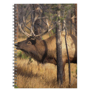 elk, Cervus elaphus, bull bugles in a burnt out Notebook