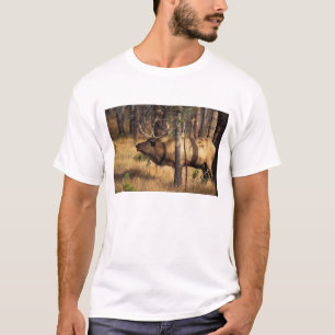 elk, Cervus elaphus, bull bugles in a burnt out T-Shirt