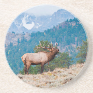 Elk (Cervus Elephus) Bull Bugling Coaster