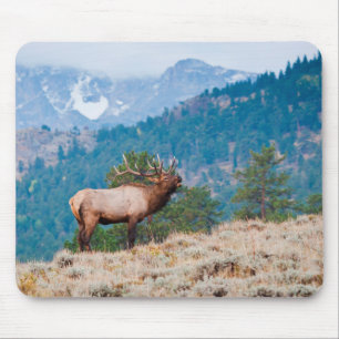 Elk (Cervus Elephus) Bull Bugling Mouse Pad